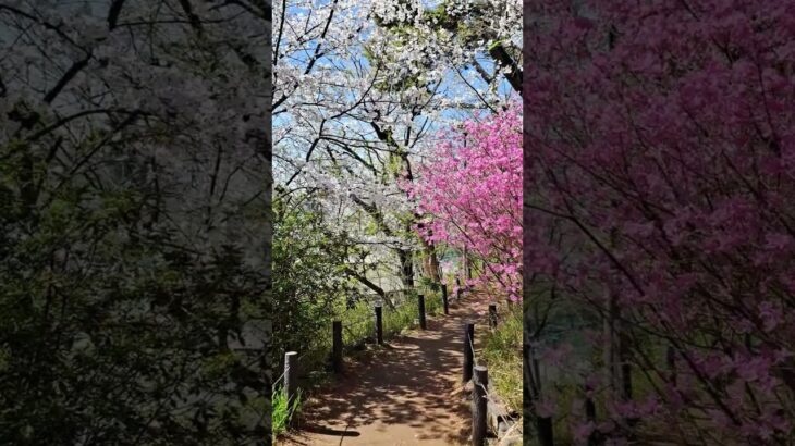 洗足池公園の桜 #shorts #iwalkedblog #歩いてみたブログ #旅行 #風景 #絶景 #桜 #大田区