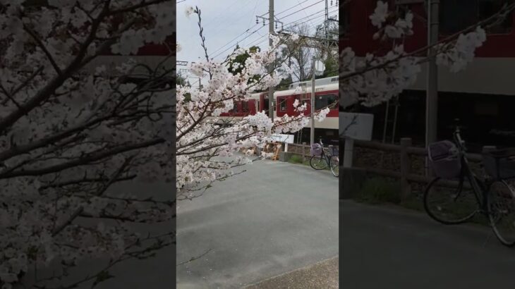 桜からの近鉄電車 #近鉄電車 #鉄道 #近鉄 #train #鉄道のある風景