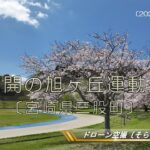 「桜満開  旭ヶ丘運動公園」（宮崎県三股町）ドローン空撮2024〔そらぴくと〕