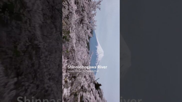 富士山桜と五重塔 – ドローンが旅する山梨の絶景 その3