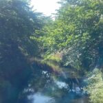 【伝右川】　#伝右川桜プロムナード　#川　#緑　#水　#自然風景　[Denyu River] #Denyu River Cherry Blossom Promenade #River #Green