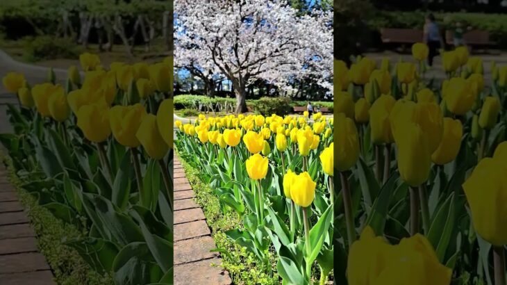 西大畑公園の桜   #shorts #iwalkedblog #歩いてみたブログ #旅行 #風景 #絶景 #新潟市 #桜 #春