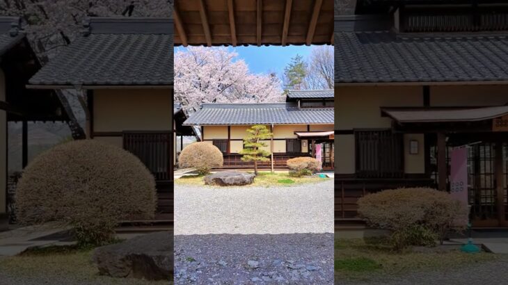 真田氏歴史館の桜  #shorts #iwalkedblog #歩いてみたブログ #旅行 #風景 #絶景 #長野県 #上田市 #真田の郷 #桜 #春