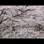 石川登生の旅動画②！ドローンで花見！#旅 #桜 #石川登生