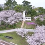 【ドローン空撮】宇部市ときわ公園 桜