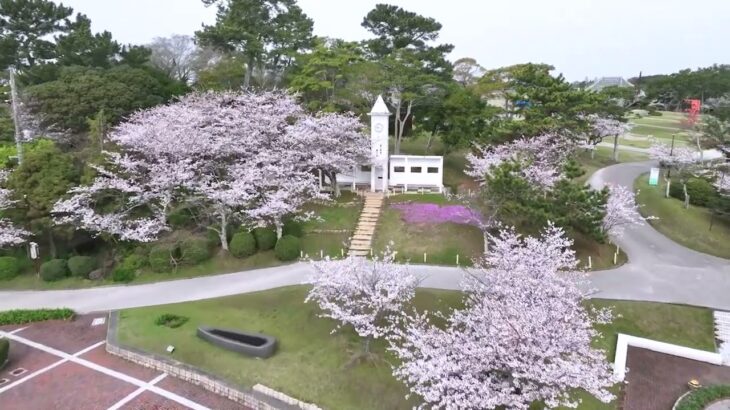 【ドローン空撮】宇部市ときわ公園 桜