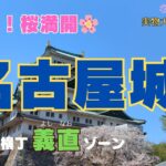 【🌸絶景！桜満開の名古屋城】＆名古屋グルメ金シャチ横丁義直ゾーン