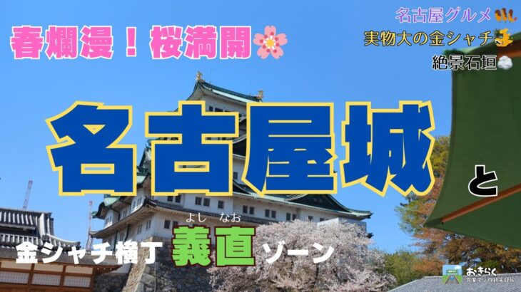 【🌸絶景！桜満開の名古屋城】＆名古屋グルメ金シャチ横丁義直ゾーン