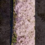 空から見た日本の桜  #絶景 #4kドローン空撮 #drone