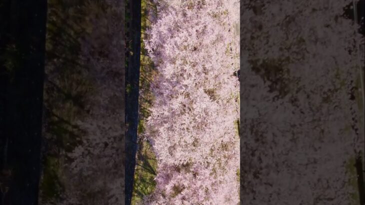 空から見た日本の桜  #絶景 #4kドローン空撮 #drone