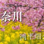 『まつだ桜祭り』に行ってきました　神奈川県松田町　自然を歩く 癒しの映像 日本の絶景 癒し風景 　Japan  Fresh Green Nature Relaxation