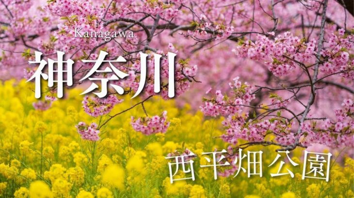 『まつだ桜祭り』に行ってきました　神奈川県松田町　自然を歩く 癒しの映像 日本の絶景 癒し風景 　Japan  Fresh Green Nature Relaxation