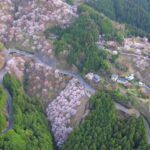 桜に包まれた春の山々の絶景