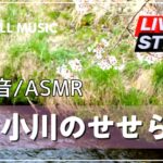 【ライブ配信を再公開】桜と小川のせせらぎ｜春の癒し｜リラックスとストレス解消のための自然音