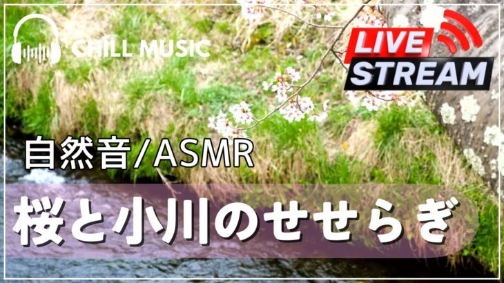 【ライブ配信を再公開】桜と小川のせせらぎ｜春の癒し｜リラックスとストレス解消のための自然音