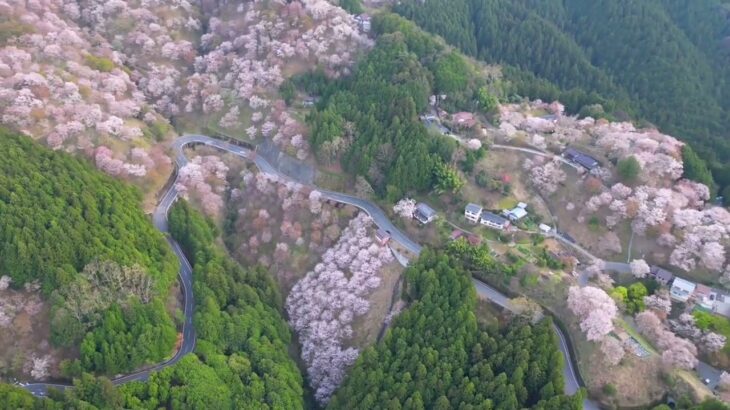 桜に包まれた春の山々の絶景