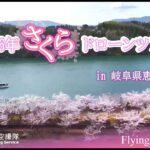 【桜ドローン第二弾】岐阜県恵那市内の桜紹介PV（ショート）