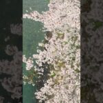 桜吹雪をドローンで撮影