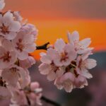 桜のピンクと夕日のオレンジが織りなす癒しの風景 | リラックスできる桜並木の夕暮れ