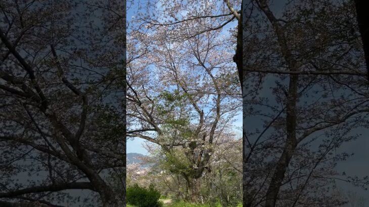 桜舞い散る季節の風景