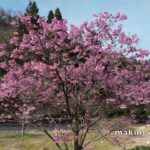 【4K・流し見・癒し】北陸の桜　ドローン空撮による素材集 「2024　桜」