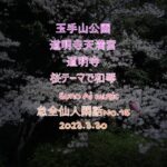 玉手山公園　道明寺天満宮　道明寺　満開の桜の風景　桜テーマで和琴のSuno Ai music 怠全仙人閑話No.15 2023.3.30