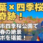 紅葉×四季桜の奇跡！豊田市四季桜公園で秋と春の絶景コラボを堪能！