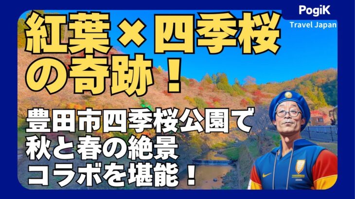 紅葉×四季桜の奇跡！豊田市四季桜公園で秋と春の絶景コラボを堪能！