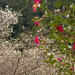 2024/12/26　日向谷にて冬桜と山茶花が素敵な風景を創り出していました！！！　〜愛媛県鬼北町〜