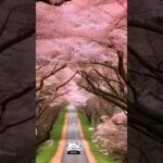 【A heartfelt message】癒しの風景＃Cherry Blossoms＃healing scenery＃shorts#子供＃雪＃ポジティブ#モチベーション#癒し風景#人生#感動＃風景＃桜