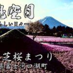 【ドローン空撮】一面ピンクの絨毯　富士芝桜まつり Mt.Fuji Pink Moss Festival drone view