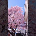 そろそろ河津桜の季節だ #旅行 #travel #japan #japantravel #japantrip #izu#sakura #cherryblossom#伊豆 #河津桜 #日本風景