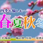 春夏秋冬　木下しだれ梅園 ～梅の里川売～ 河津の桜並木 ［2024年3月13日 放送］