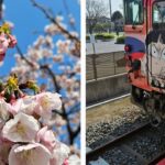 由志園の桜#春#桜#花#2024#由志園#庭#美しい風景#さくら#春#鉄道#鉄道ファン#電車#3月#松江#shimane#大根#spring#season#風物詩#季節#足湯#電車#風情#カメラ#写真