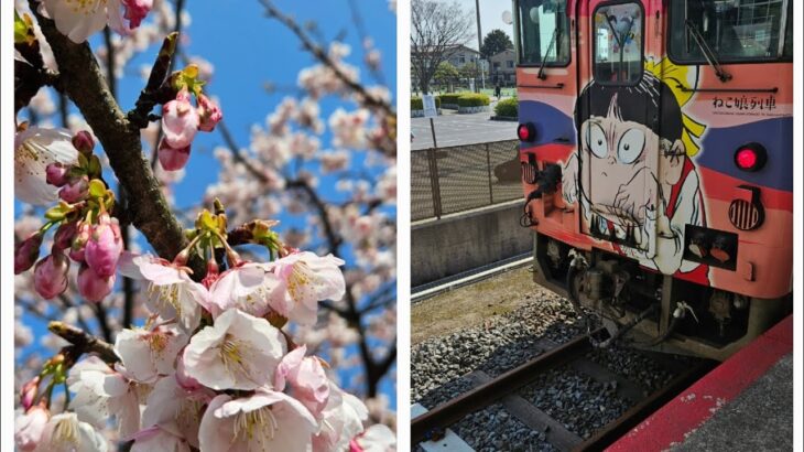 由志園の桜#春#桜#花#2024#由志園#庭#美しい風景#さくら#春#鉄道#鉄道ファン#電車#3月#松江#shimane#大根#spring#season#風物詩#季節#足湯#電車#風情#カメラ#写真