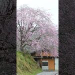 桜のある風景