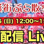 春だ！桜だ！　「名護街ブラ散歩　生配信スペシャル」  名護の街並みと名護の桜を皆様にご紹介します！