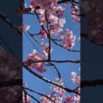 西片上の美しい桜風景