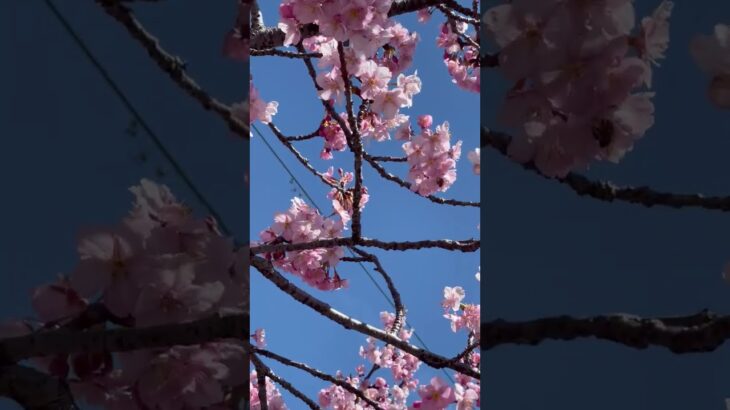 西片上の美しい桜風景