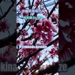 沖縄南部桜開花始まる#沖縄の風景#シニアライフvlog