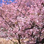 神奈川県松田町　西平畑公園　河津桜（2025年2月26日）