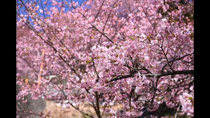 神奈川県松田町　西平畑公園　河津桜（2025年2月26日）