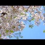 【商用OK・動画素材】＜実写風景＞ほんのり桜 794