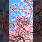 日本一早い！早咲きの熱海桜を見ながらお散歩#shorts #japan #旅行 #桜 #Cherry  blossom #風景 #景色 #綺麗 #春 #卒業 #静岡 #熱海 #熱海桜