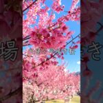 濃いピンクが綺麗な日本一早咲きの土肥桜#shorts #旅行 #桜 #japan #観光 #風景 #海 #春 #景色 #綺麗 #静岡 #伊豆 #土肥 #Cherryblossom