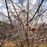 浦上川桜回廊の早咲き桜の蕾