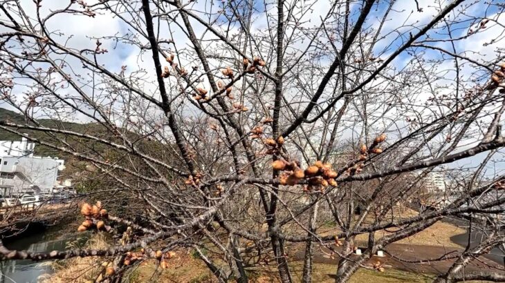 浦上川桜回廊の早咲き桜の蕾