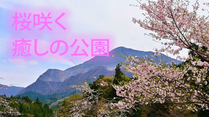 桜咲く羊山公園　癒しの風景と音楽　春の秩父の美景