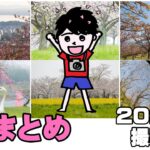 桜まとめ（大分、熊本、宮崎）