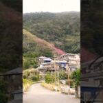 奄美　緋寒桜に染まっ山🌸🌸　#桜#風景動画#奄美